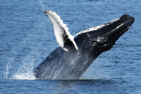 Whale Watch excursions