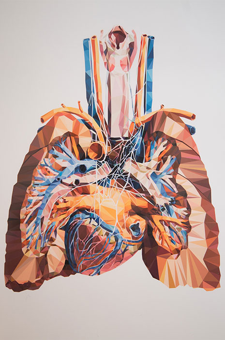 An artistic anatomical drawing of the heart and lungs hanging on the wall of a Boston University dorm.