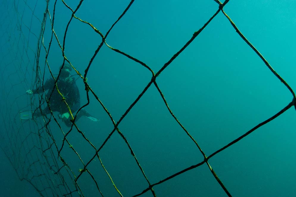 South Africa is one place where anti-shark netting has been widely deployed. Photo by Stuart Philpott / Alamy Stock Photo