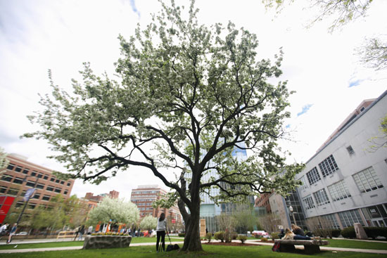 Students sit underneath a blossoming tree on the COM lawn during the last day of spring semester classes