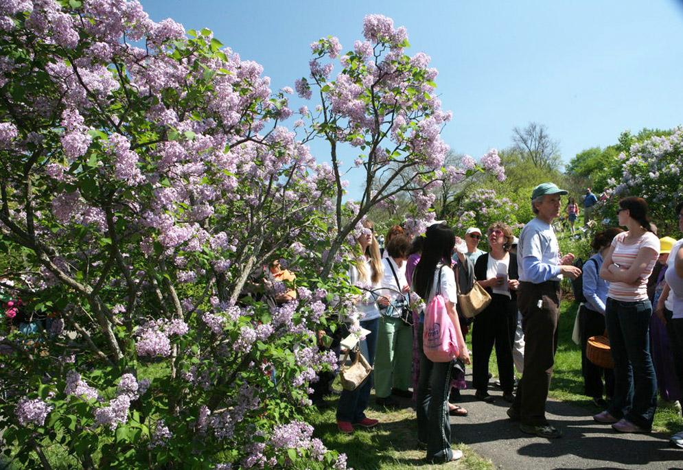 Visitors enjoy the Arnold Arboretum’s annual Lilac Sunday