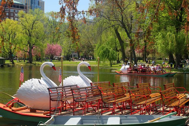 swan boats in the boston public garden