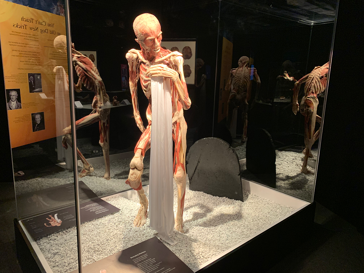 Gunther von Hagens’ Body Worlds & The Cycle of Life Exhibit