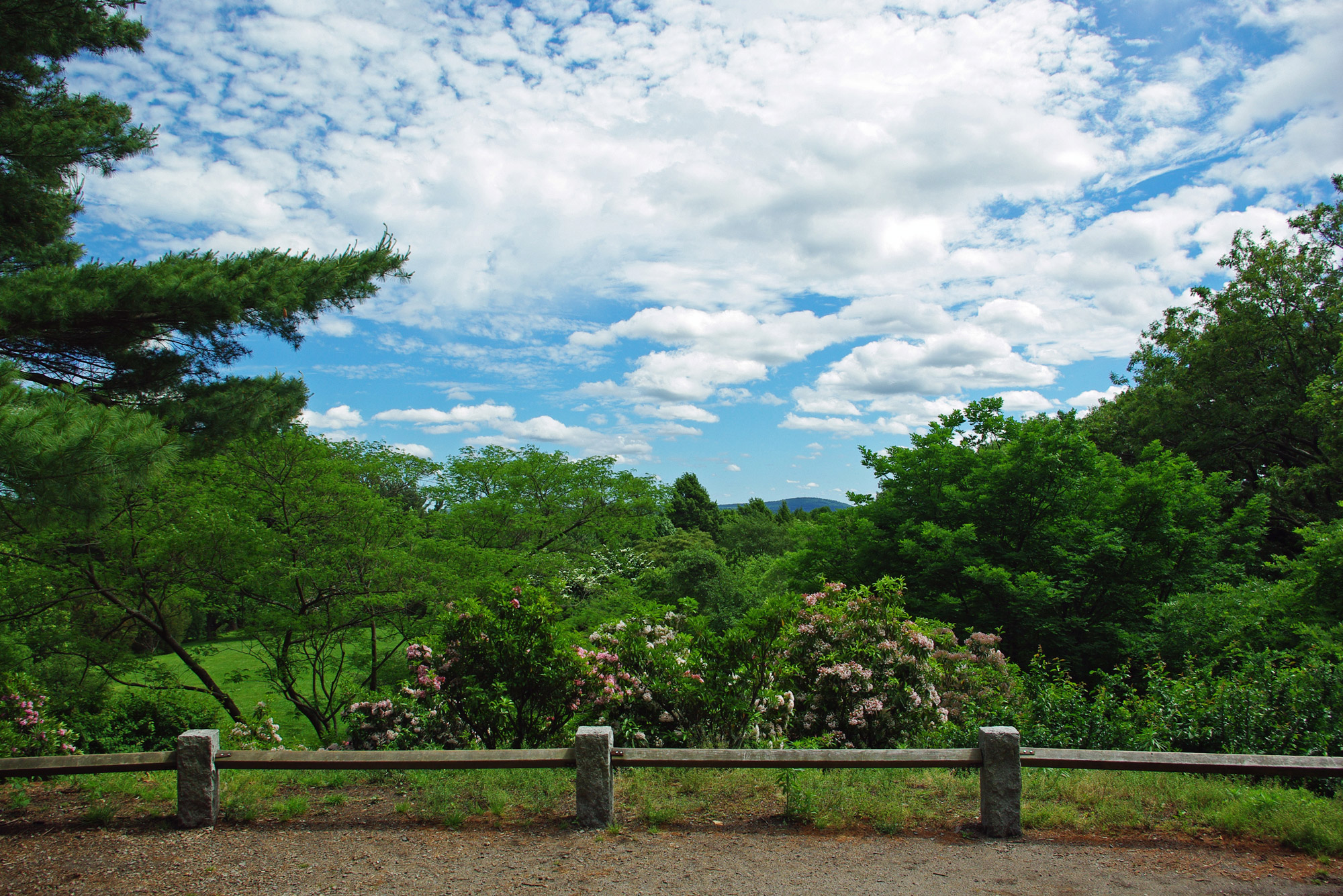 The view from Bussey Hill in the Arnold Arboretum