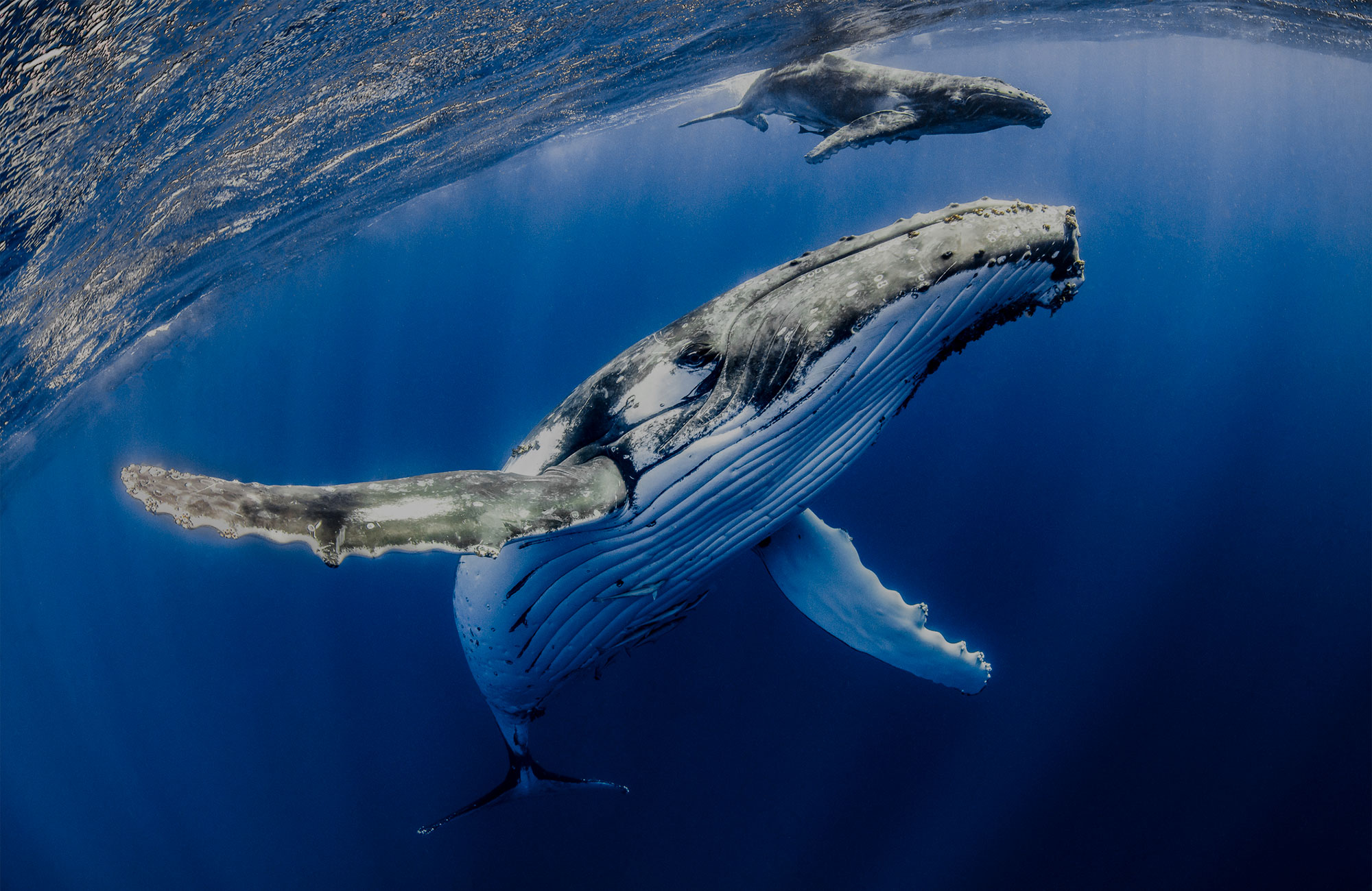 A humpback whale mother and calf swim in deep blue ocean water.