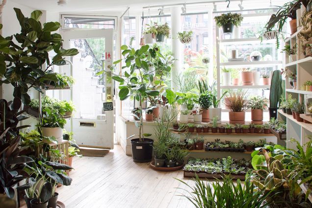 Interior of Niche plant shop