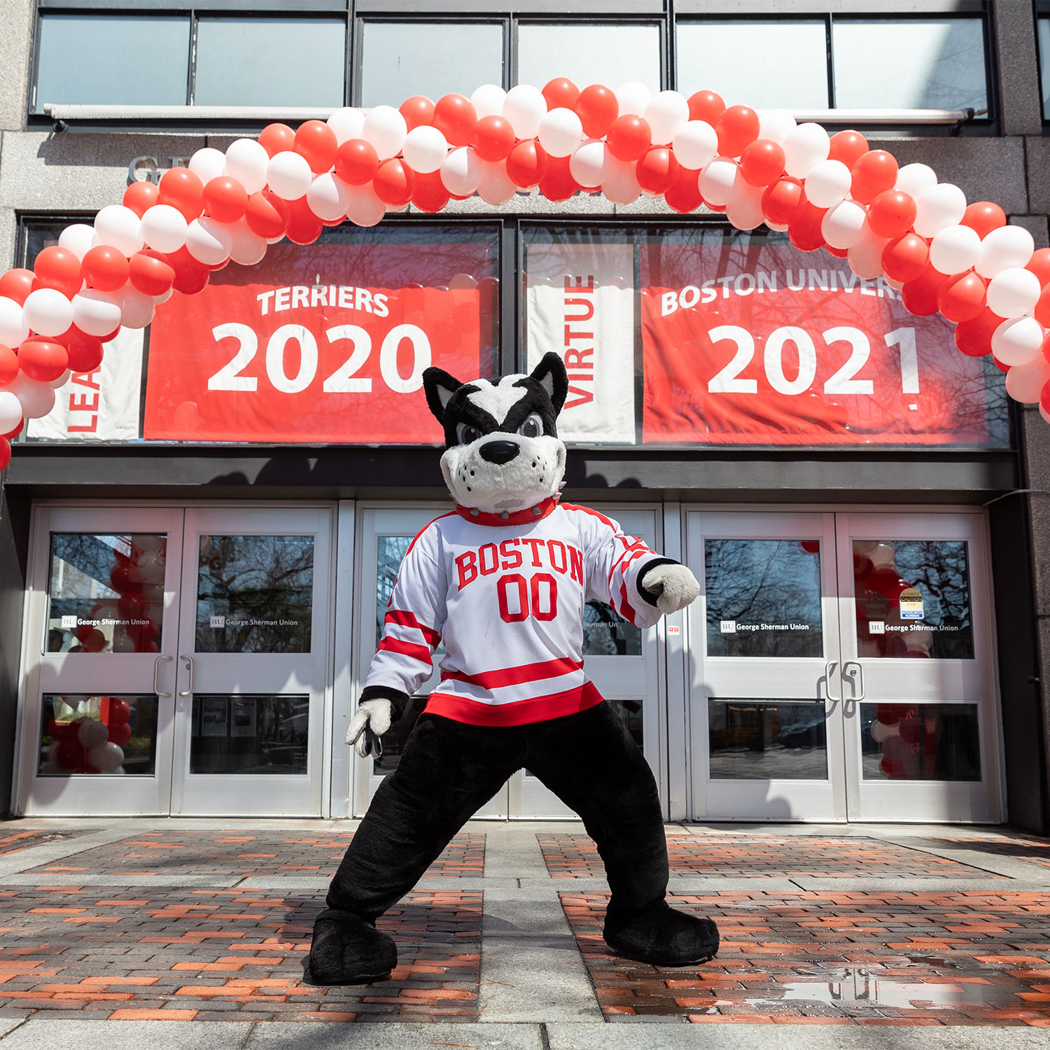 Boston University mascot Rhett the Terrier in front of the George Sherman Union.