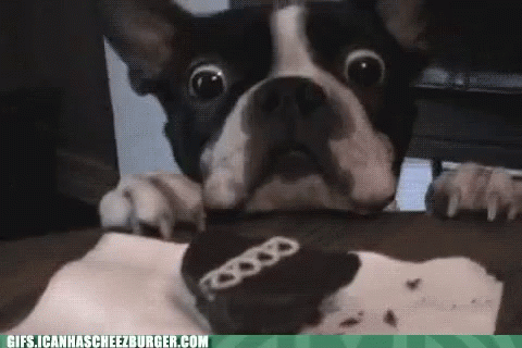 Animated GIF of a Boston Terrier reaching for a cupcake on a table