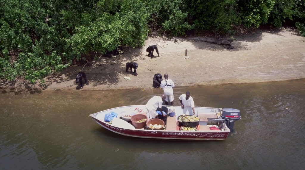 A team of volunteers in a boat help chimpanzees along a shoreline.