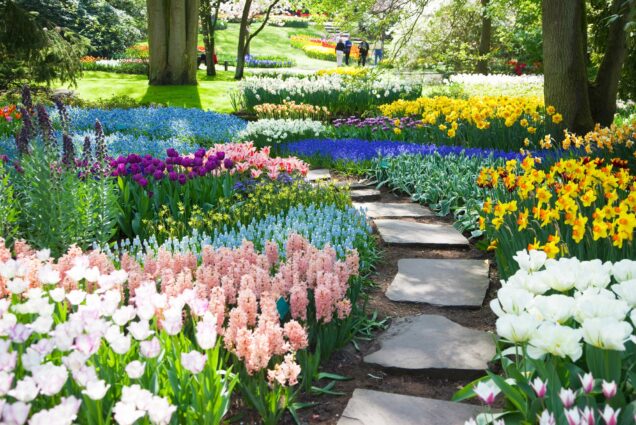 A photo of a Dutch flower garden