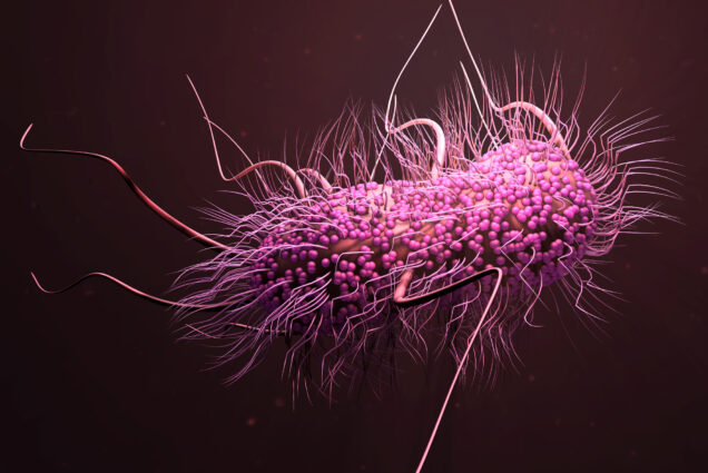 A photo of bacteria