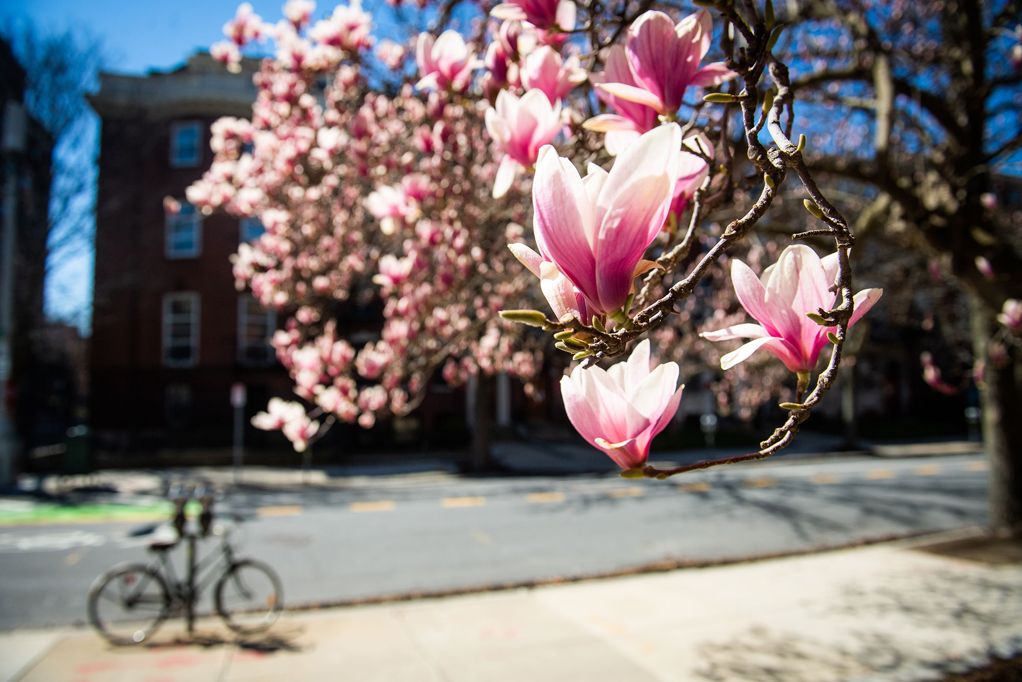 Photo of magnolia tree in bloom along Bay State road with a bicycle locked to a parking meter in the background.