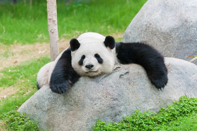 Image of a giant panda laying down lazily across a rock.