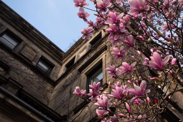 Image of flowering magnolia tress along Bay State Rd April 7, 2020. Photo by Cydney Scott