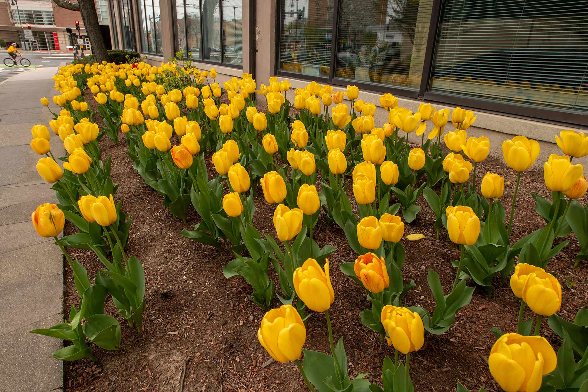 Image of Pleasant Street on May 8, where bright yellow tulips, the flower of hope, shine outside Center for Psychiatric Rehabilitation at Boston University. Tulips are seen in the foreground, a biker on the street is seen in the distance. Last fall, the center planted a “garden of hope” -500 yellow tulips- during Terriers Thrive Together week.