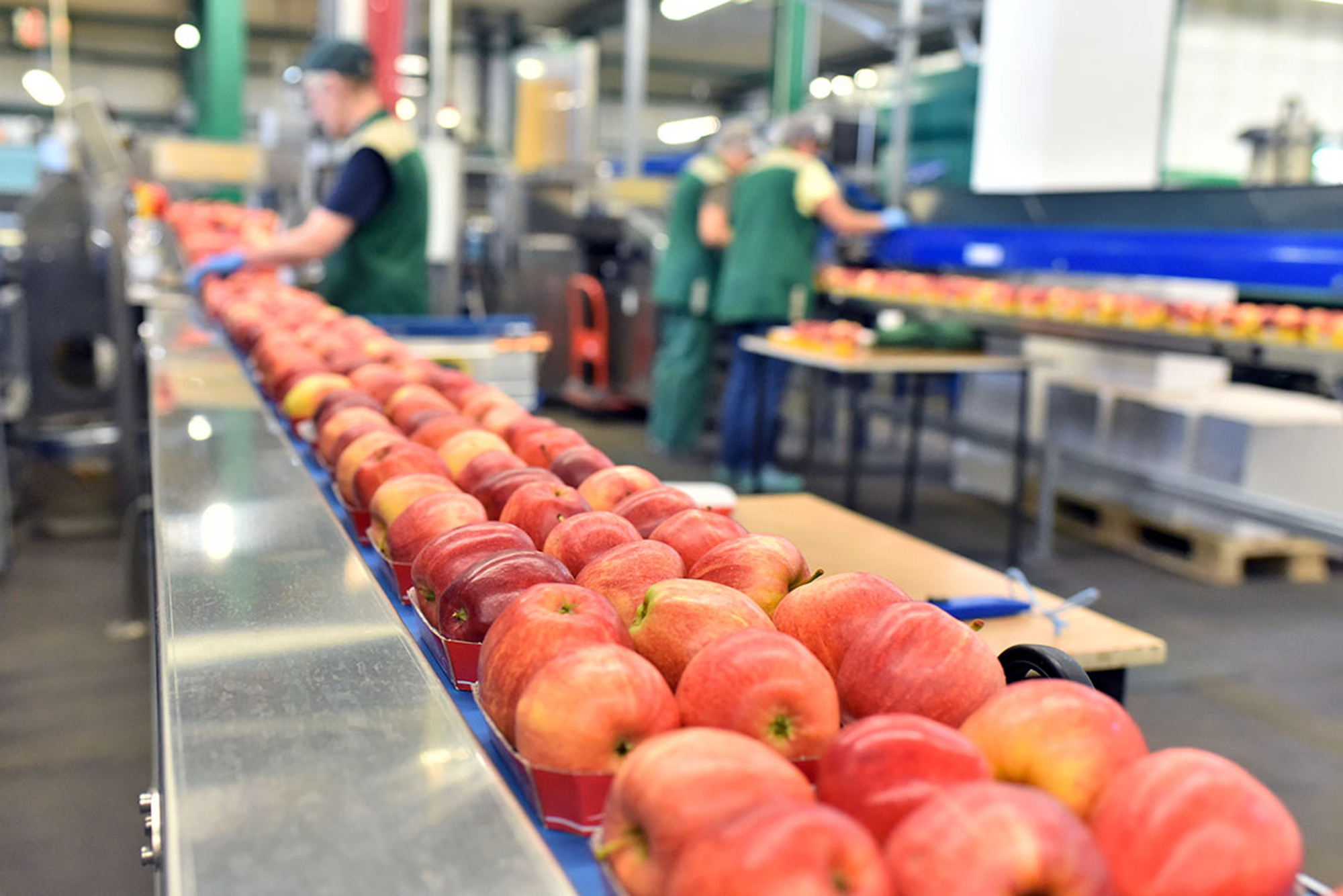 A photo of an assembly line with apples on it