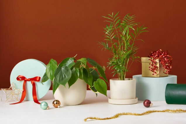 Photo of potted house plants and cream plant pots, surrounded by gifts with red bows and christmas ornaments.