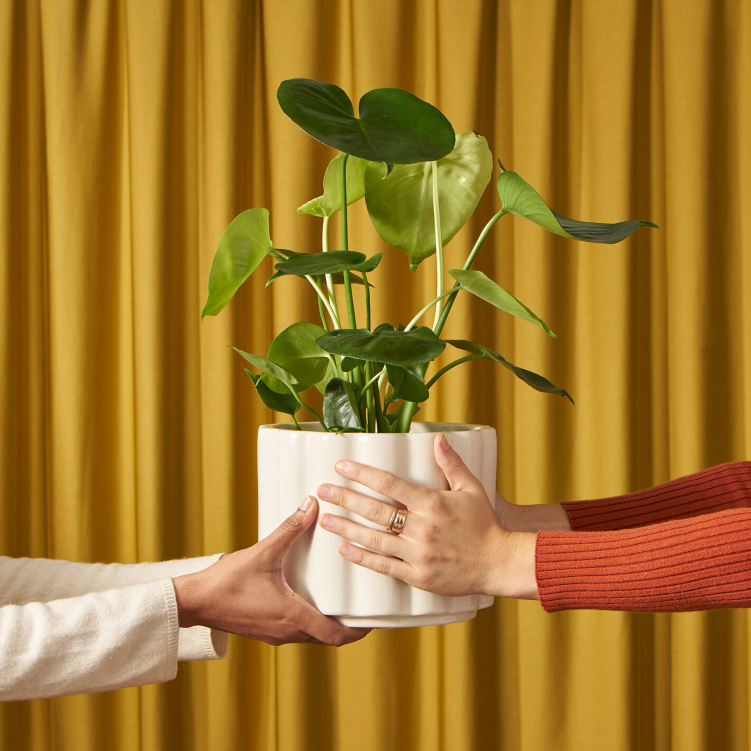 A pair of hands passing a monstera plant in a beige pot to another pair of hands in front of a golden curtain.