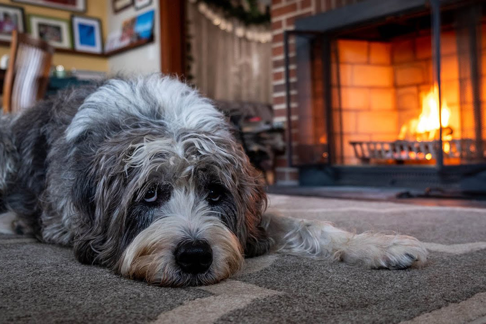 A photo of a dog sitting in front of a cozy-looking fireplace