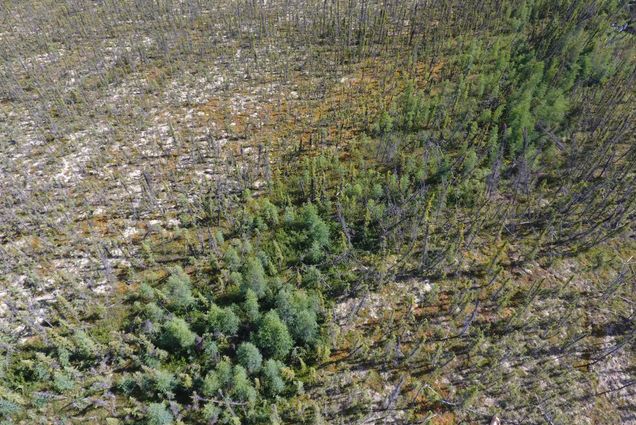 An aerial view of a forest