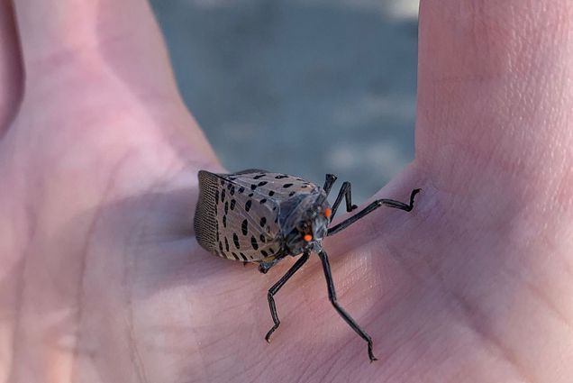 a zoomed in photo of a spotted lanternfly resting on an open palm