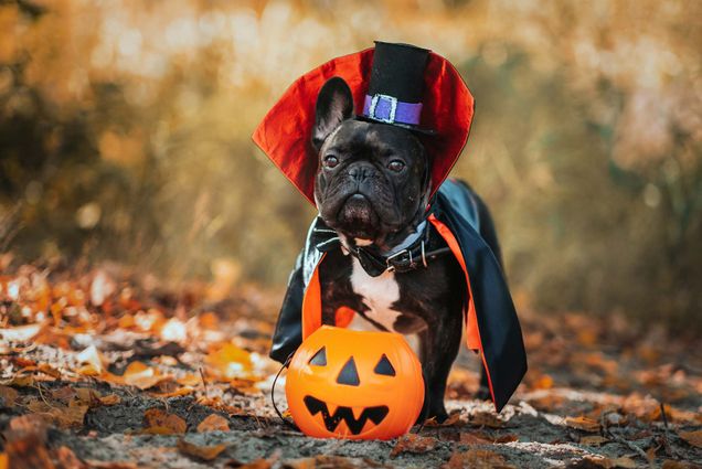 photo of a Bulldog in a Halloween vampire costume.