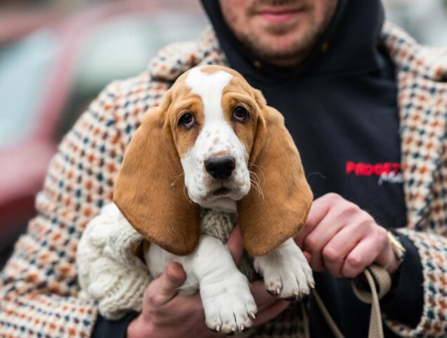 Photo of an 11-week-old Basset Hound. The hound is held by its owner who wears a tan p-coat with a repeated pattern.