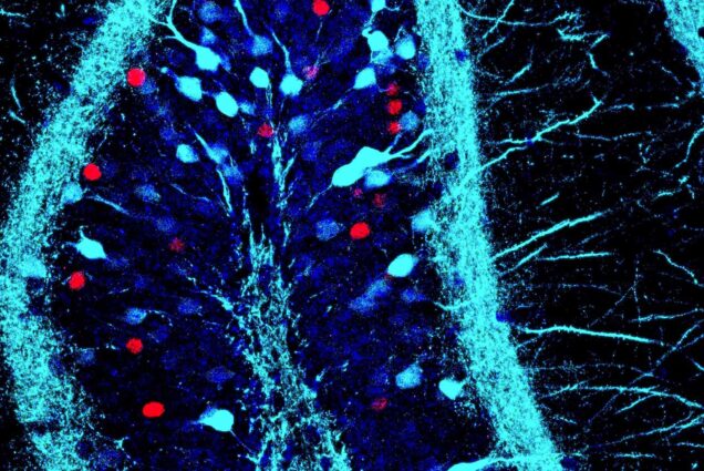 Image: Picture of a memory. Blue dots are positive memory cells, and the red dots are negative memory cells. Dots are shown in a pattern with veins. The memories shown here are located in the hippocampus of a mouse.