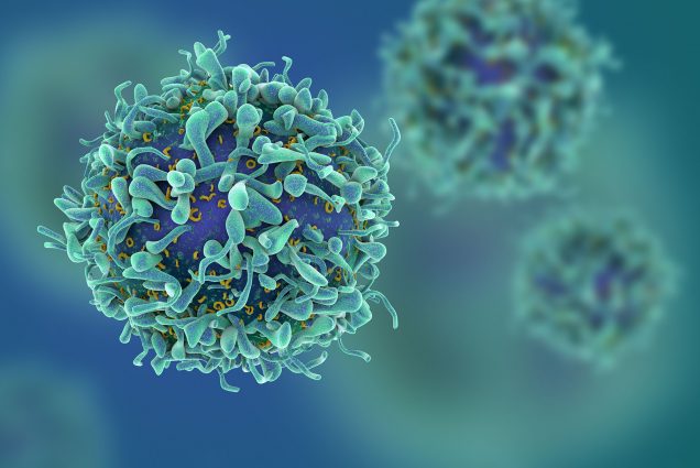 Image: Computer generated rendering of T cells, a type of white blood cell that defends the body from invaders. A large blue blob with teal tiny blobs on it is shown.