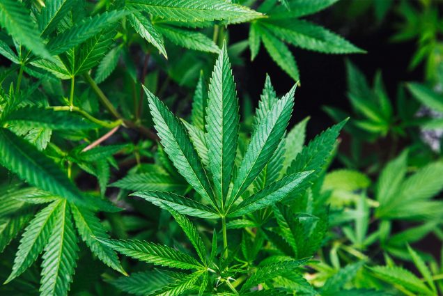 A photo of many cannabis leaves on a living plant. President Biden’s pardons for people convicted under federal marijuana possession law are a good-faith, but limited step in reforming cannabis policy, BU’s Seth Blumenthal says. Photo by Rick Proctor/Unsplash