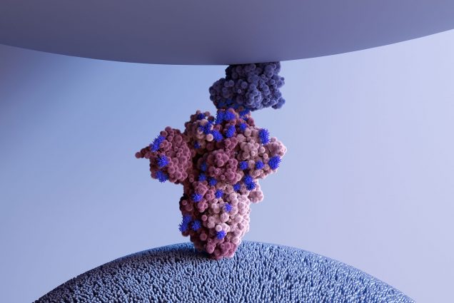 Image: Digital renderings of mutations on the spike protein that coronavirus uses to attach to human cells. The top of a blue sphere contains and large cluster of pink and dark blue balls.