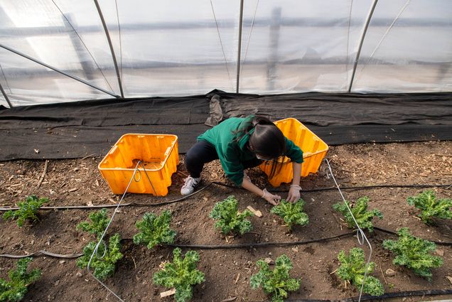 3/11/22 -- Dorchester, MA Christy Li (Questrom’25) weeds in the greenhouse at Victory Programs’ ReVision Urban Farms in Dorchester March 11. Li was there with other volunteers from BU who were participating in a modified, localized Alternative Spring Break for the week. The group helped unroll massive tarps to cover crops, rake columns for growing and weed outside and in the farm’s greenhouse. Photo by Cydney Scott for Boston University Photography