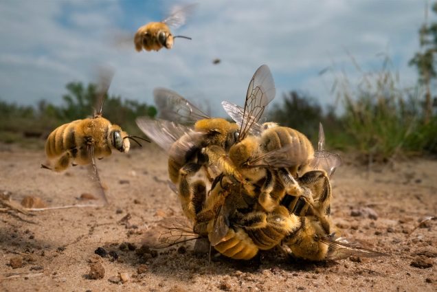 A photo of a ball of bees writhing on the ground. Big Buzz Social © Karine Aigner (1), Wildlife Photographer of the Year copy