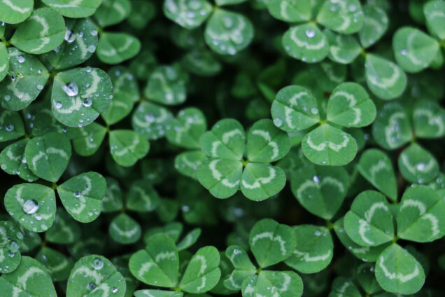 Photo: A bush of clovers with a four-leaf clover in the middle.