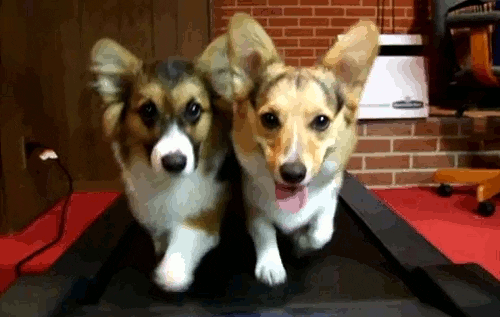 This is a GIF of two Corgi puppies on a treadmill. They are running in sync while one of them pants. They are both looking at the camera and are in a house. 