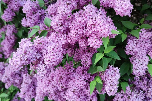 Photo: A bushel of purple lilacs on a bright sunny day.