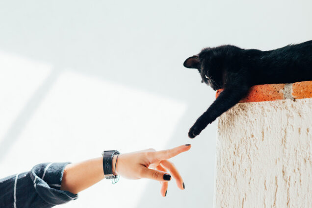 Photo: A hand with a watch and black painted nails reaches out to touch a black cat's paw. The black cat is on a wall on the right side of the photo and the arm is on the left side.