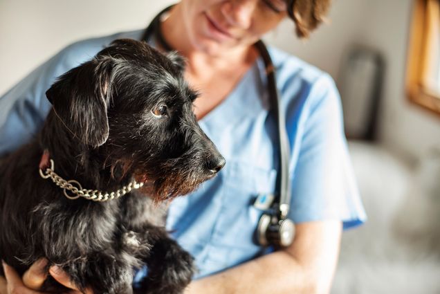 Photo: A veterinarian wearing light blue scrubs and a stethoscope around their neck holds a little black schnauzer in their arms while standing in their office.