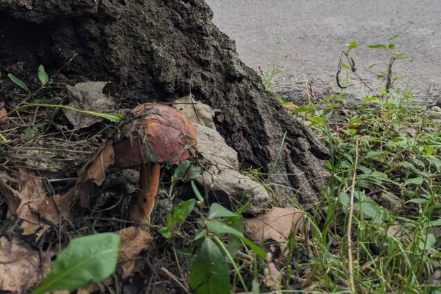 Photo: A large brown mushroom is shown at the trunk of a tree at the edge of a sidewalk next to a quiet street.
