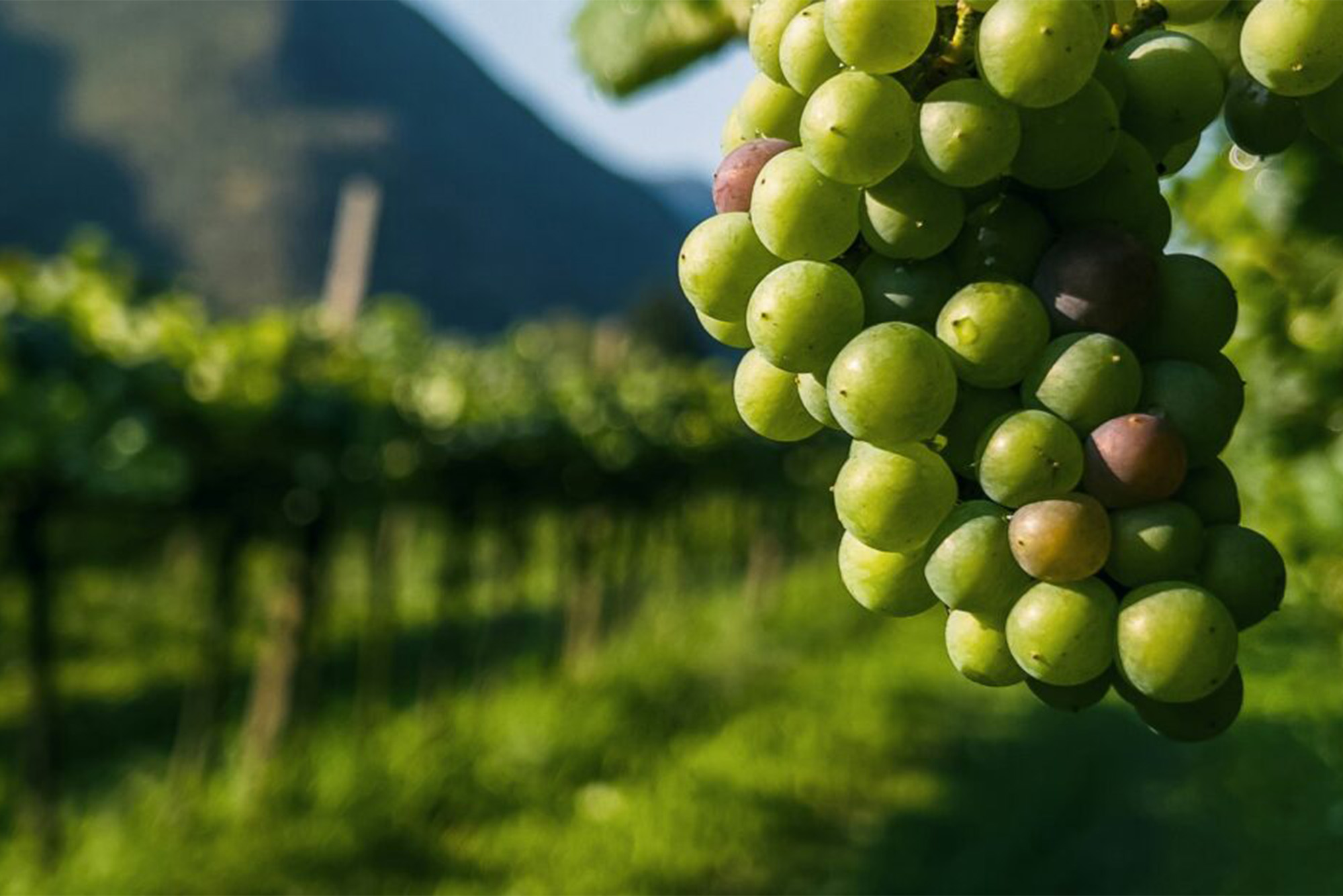 Photo: Grapes hanging on a vine in front of a row of other plants