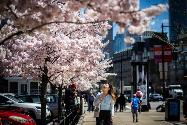 Photo: A picture of blooming magnolia strees along a bustling city street