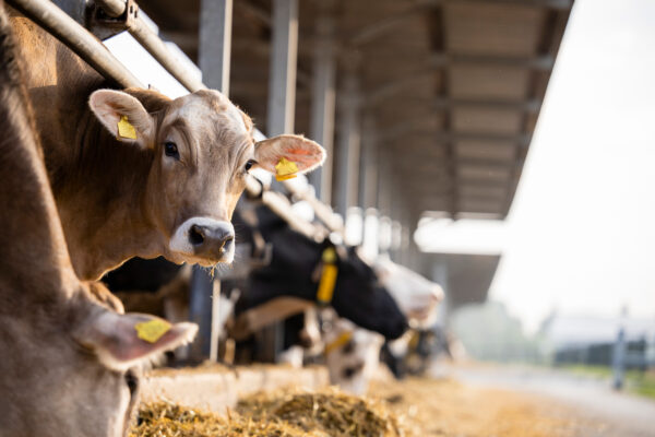 Photo: A picture of dairy cows in a pen
