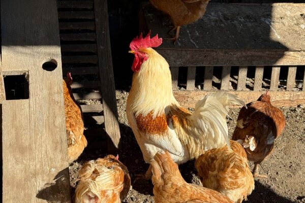 Photo: A picture of chickens in a coop