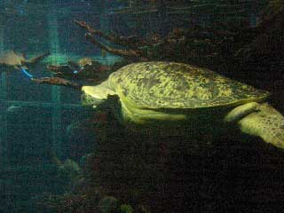 Myrtle the turtle