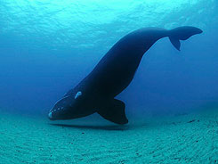 southern-right-whale-615 caption