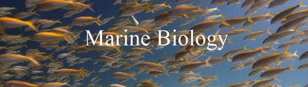 MarineBiology