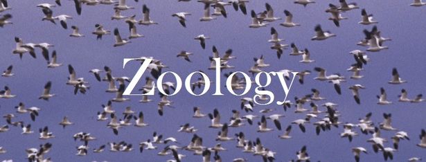 Zoology 2