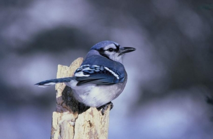 Blue Jay. Photo by Dave Menke/USFWS.