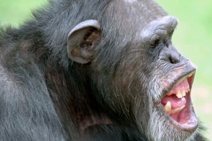 Planet of the Scrapes.  Do angry chimps control our minds?