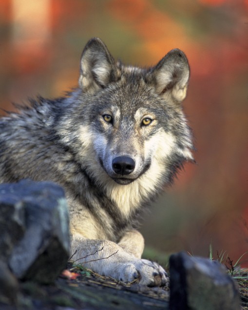 Dogs are direct descendents of the grey wolf.